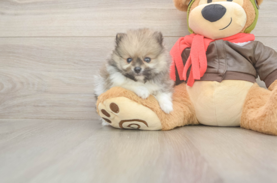 5 week old Pomeranian Puppy For Sale - Seaside Pups Pomeranian Puppy for Adoption