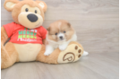 Playful Pomeranian Purebred Pup