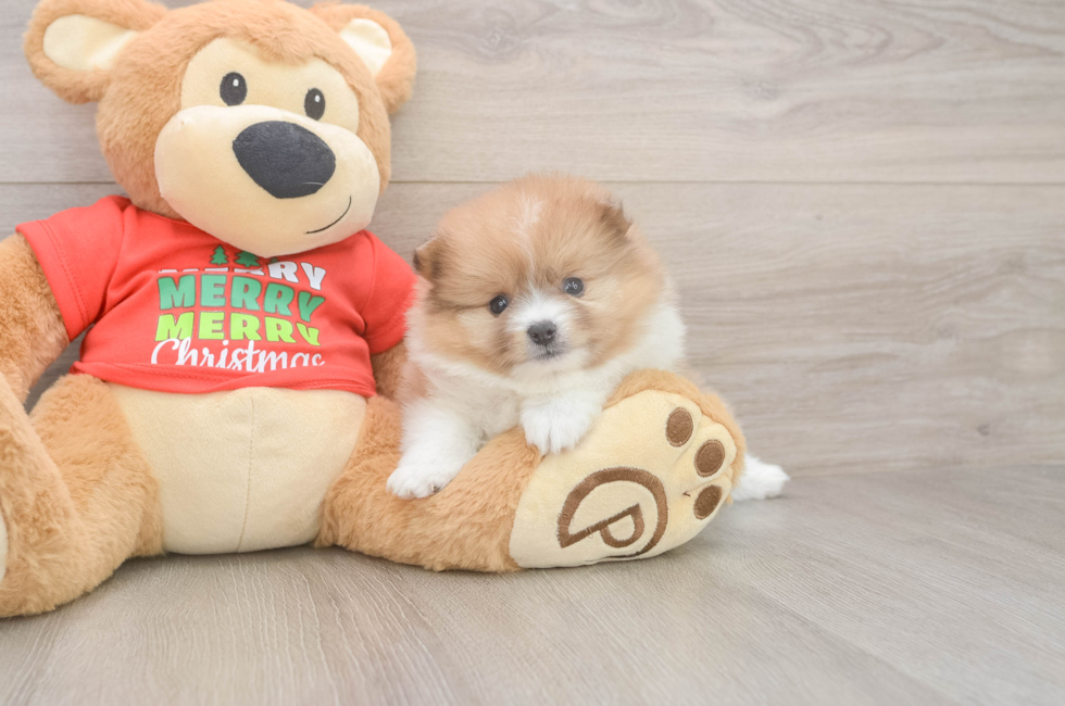 5 week old Pomeranian Puppy For Sale - Seaside Pups