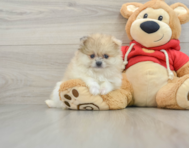 7 week old Pomeranian Puppy For Sale - Seaside Pups