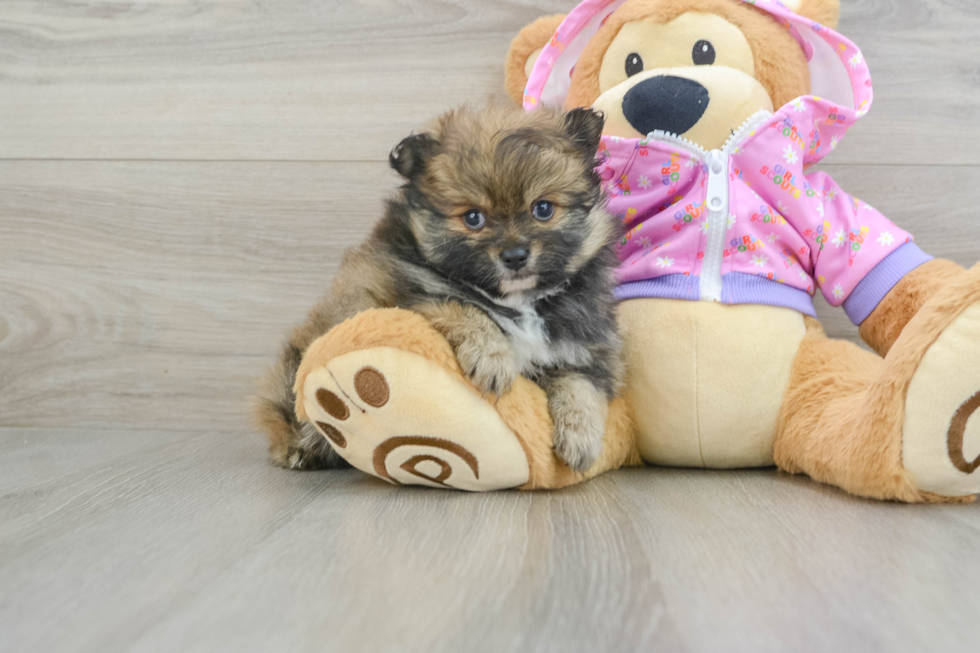 Akc Registered Pomeranian Purebred Pup