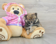 9 week old Pomeranian Puppy For Sale - Seaside Pups