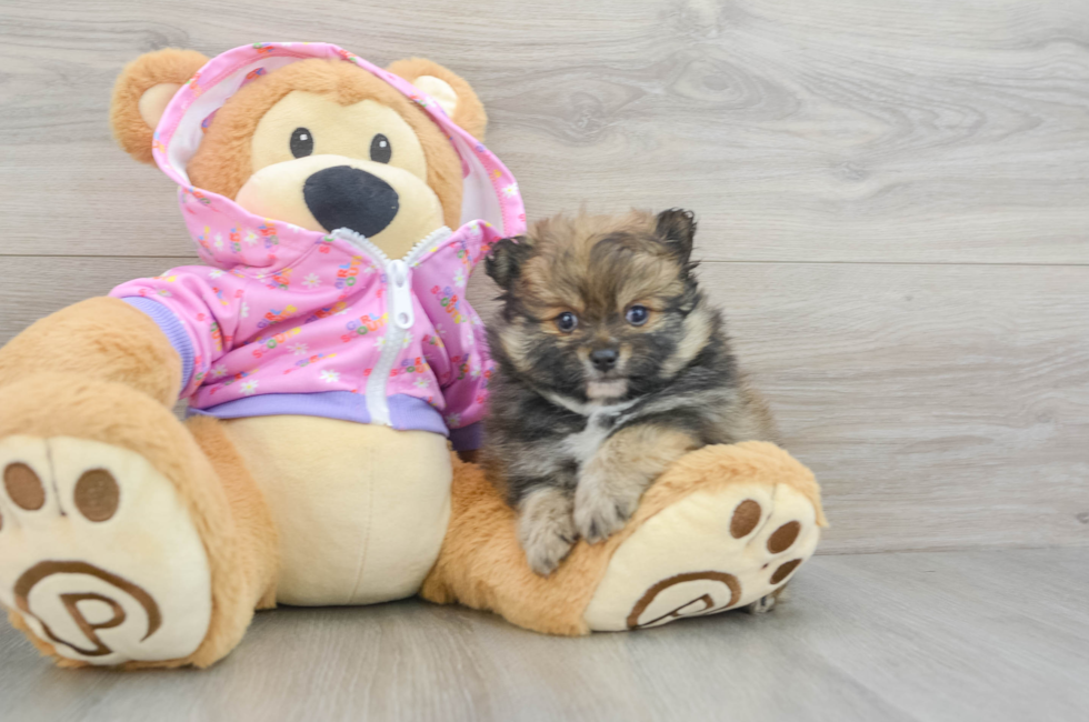 6 week old Pomeranian Puppy For Sale - Seaside Pups