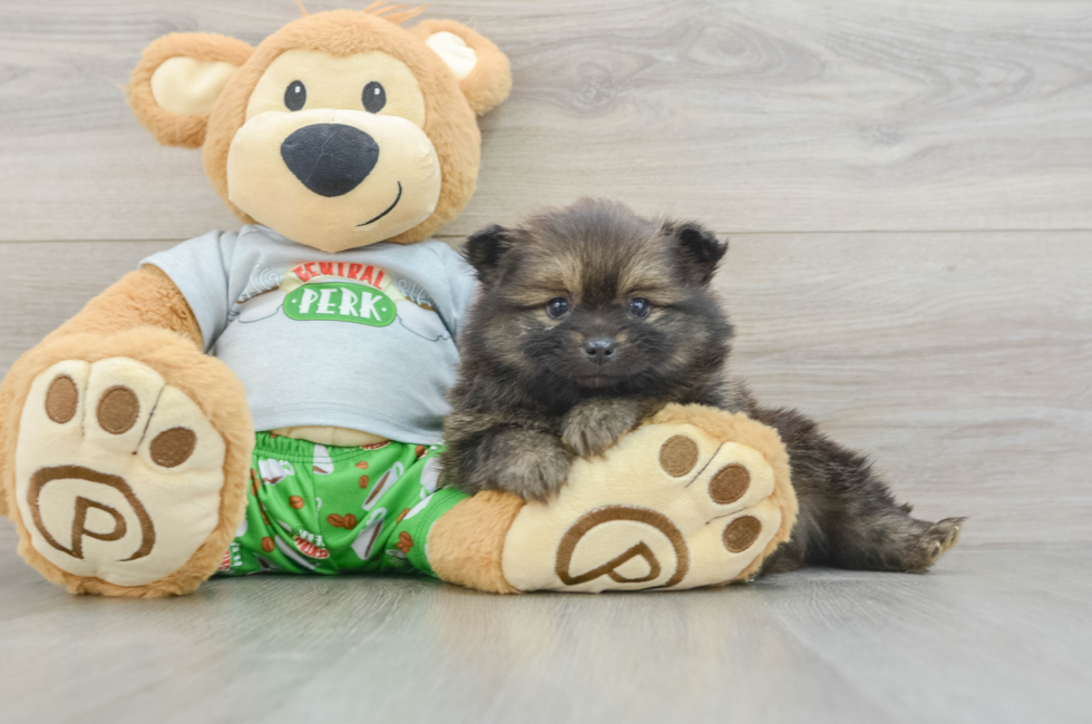 5 week old Pomeranian Puppy For Sale - Seaside Pups