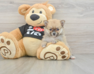 7 week old Pomeranian Puppy For Sale - Seaside Pups