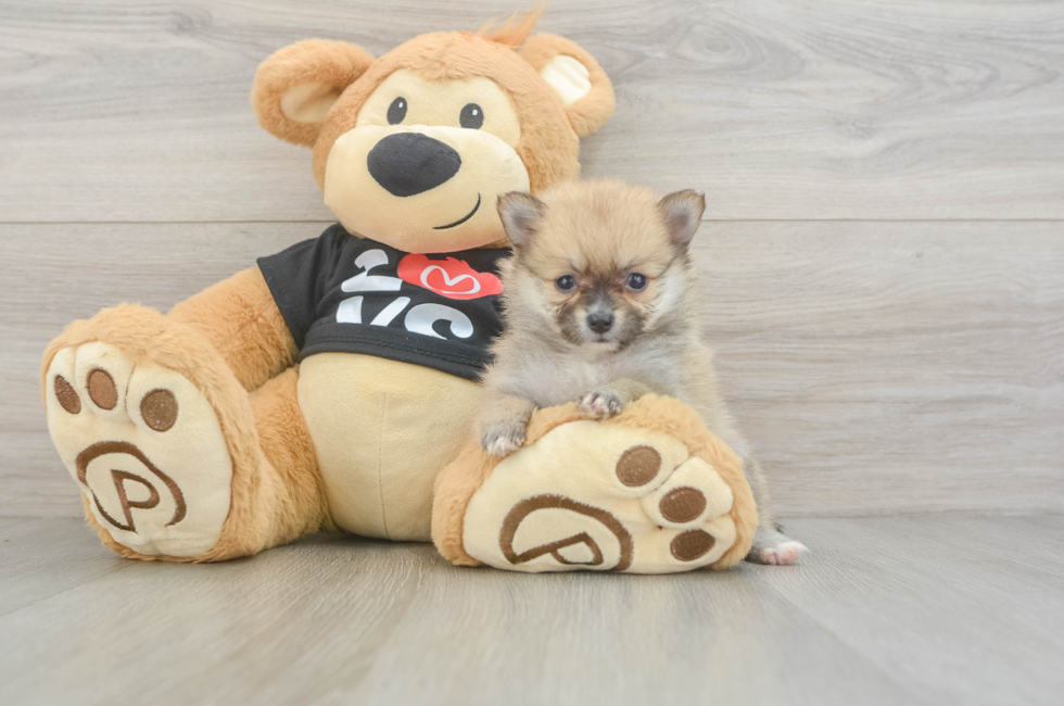 6 week old Pomeranian Puppy For Sale - Seaside Pups