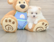 5 week old Pomeranian Puppy For Sale - Seaside Pups