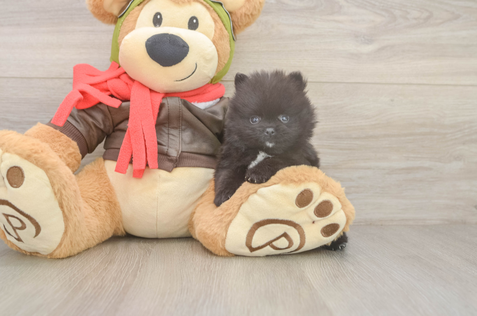 6 week old Pomeranian Puppy For Sale - Seaside Pups