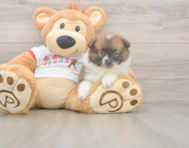 8 week old Pomeranian Puppy For Sale - Seaside Pups