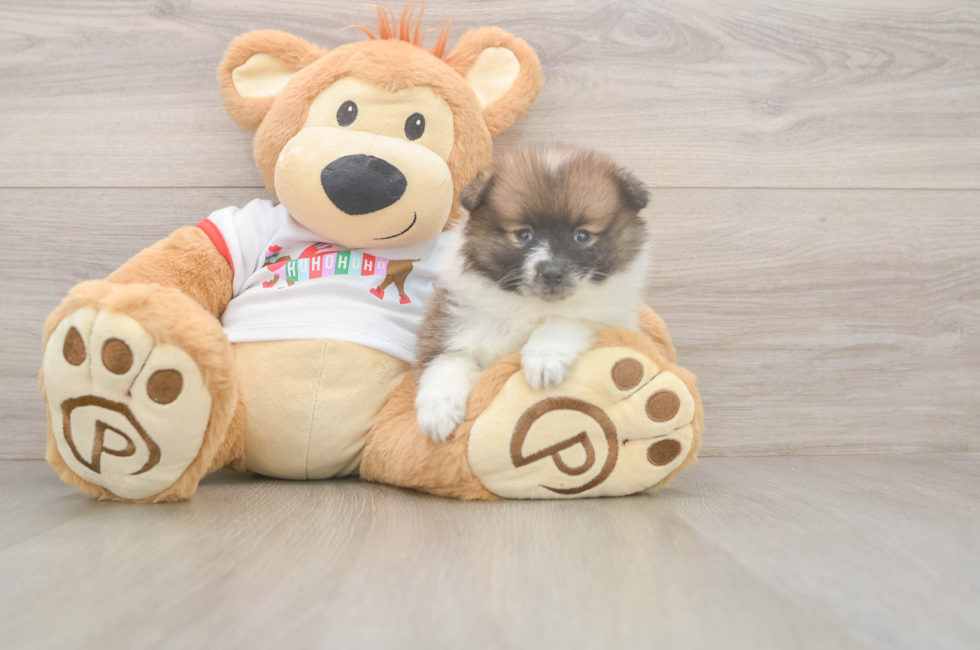 5 week old Pomeranian Puppy For Sale - Seaside Pups