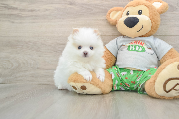 Pomeranian Pup Being Cute