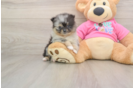 Pomeranian Puppy for Adoption
