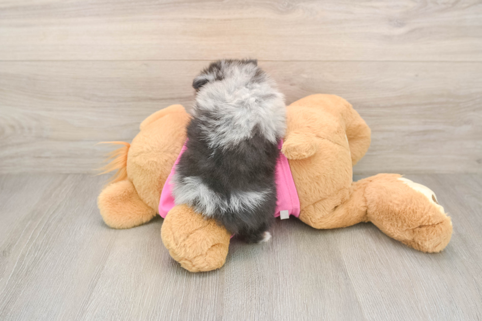 Energetic Loulou Purebred Puppy