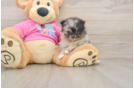 Pomeranian Pup Being Cute