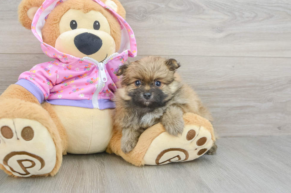 6 week old Pomeranian Puppy For Sale - Seaside Pups