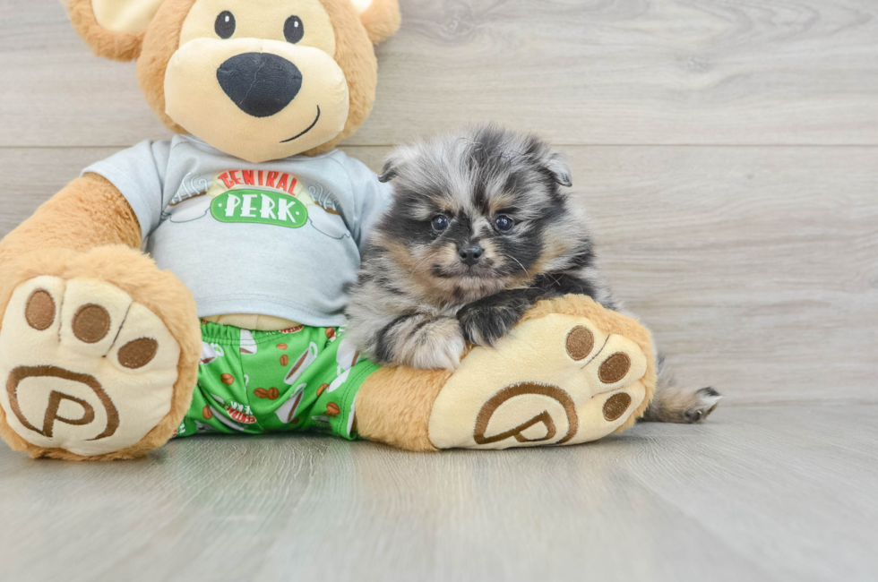 5 week old Pomeranian Puppy For Sale - Seaside Pups