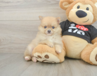 7 week old Pomeranian Puppy For Sale - Seaside Pups