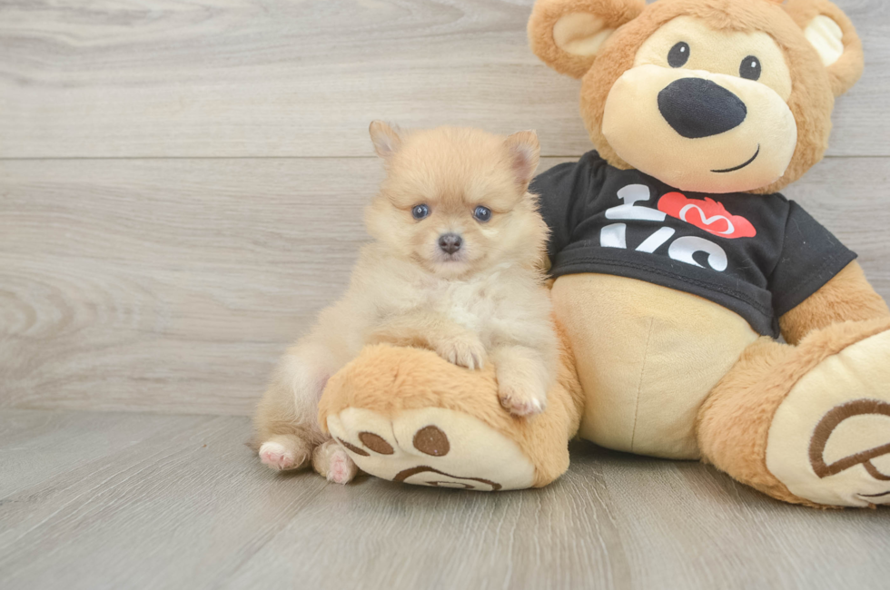 6 week old Pomeranian Puppy For Sale - Seaside Pups