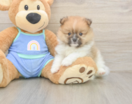 5 week old Pomeranian Puppy For Sale - Seaside Pups