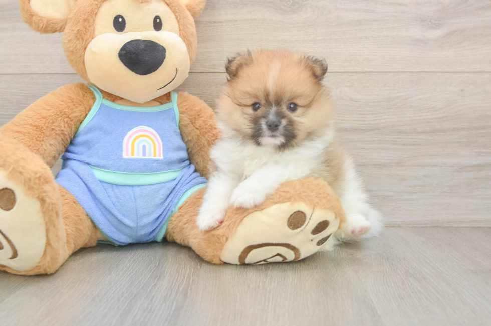 5 week old Pomeranian Puppy For Sale - Seaside Pups