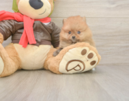 6 week old Pomeranian Puppy For Sale - Seaside Pups