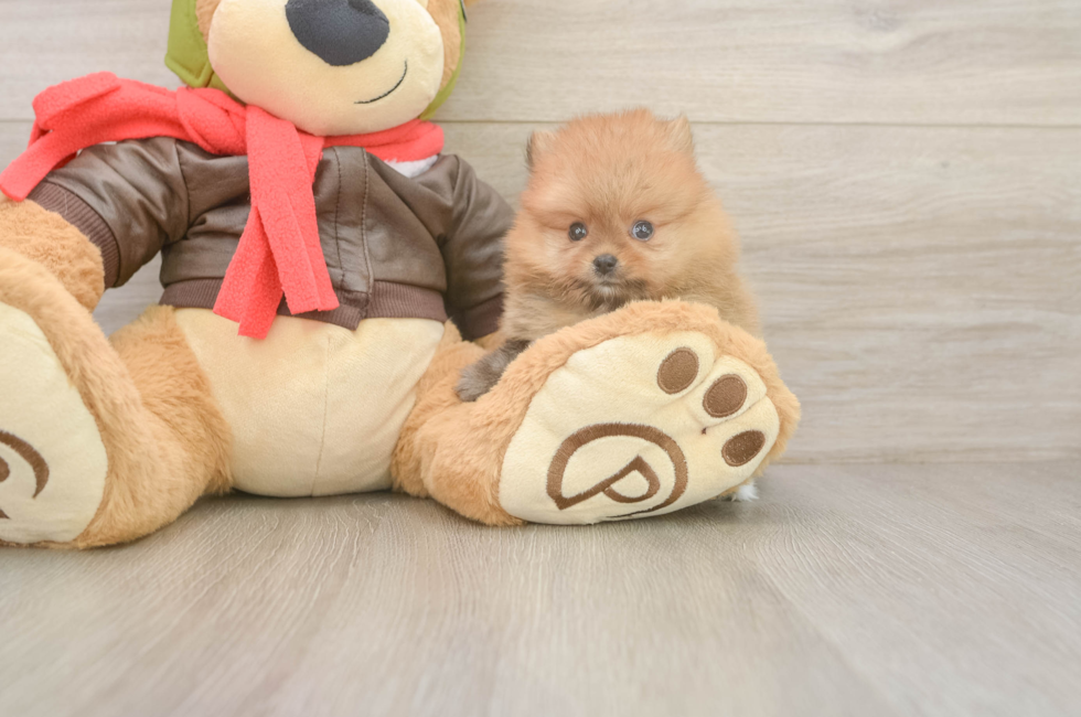 6 week old Pomeranian Puppy For Sale - Seaside Pups