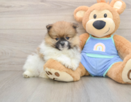 7 week old Pomeranian Puppy For Sale - Seaside Pups