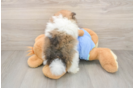 Akc Registered Pomeranian Purebred Pup