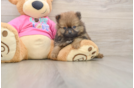 Friendly Pomeranian Baby
