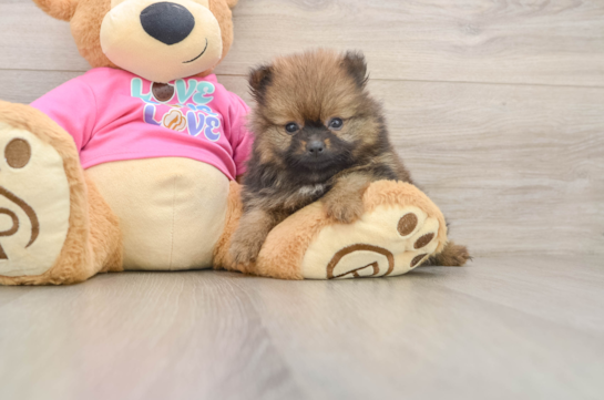 Friendly Pomeranian Baby