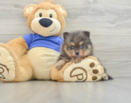 8 week old Pomeranian Puppy For Sale - Seaside Pups