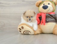 6 week old Pomeranian Puppy For Sale - Seaside Pups