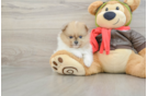 Fluffy Dwarf Spitz Purebred Puppy