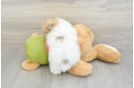 Petite Dwarf Spitz Purebred Puppy