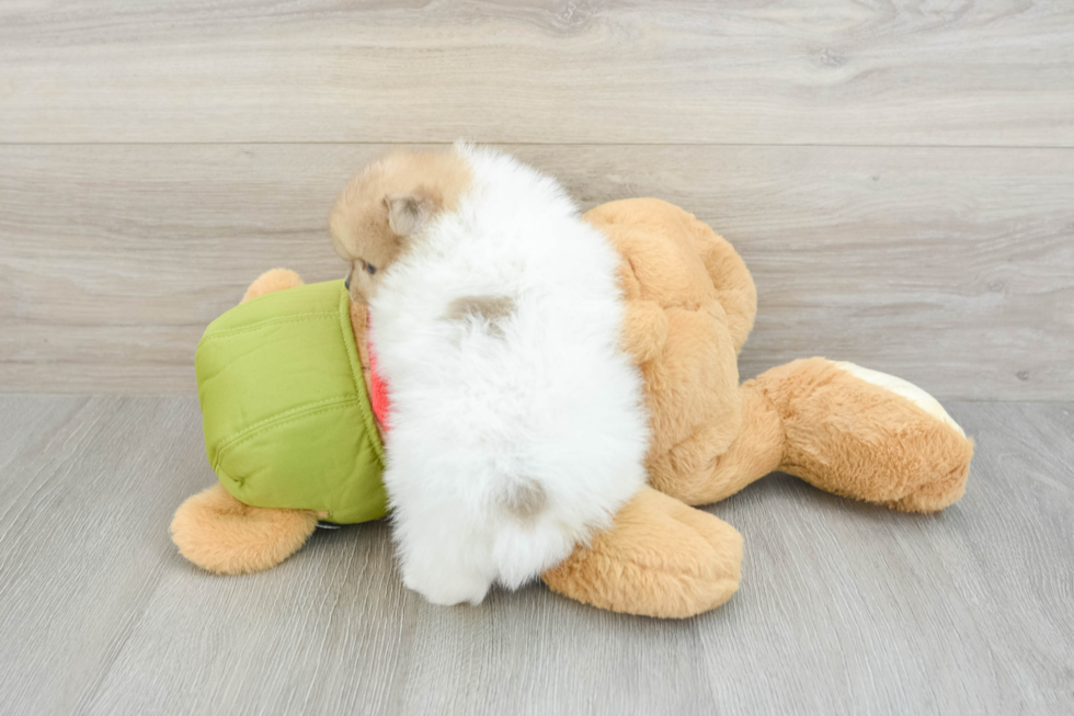 Petite Dwarf Spitz Purebred Puppy