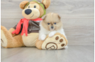 Best Pomeranian Baby