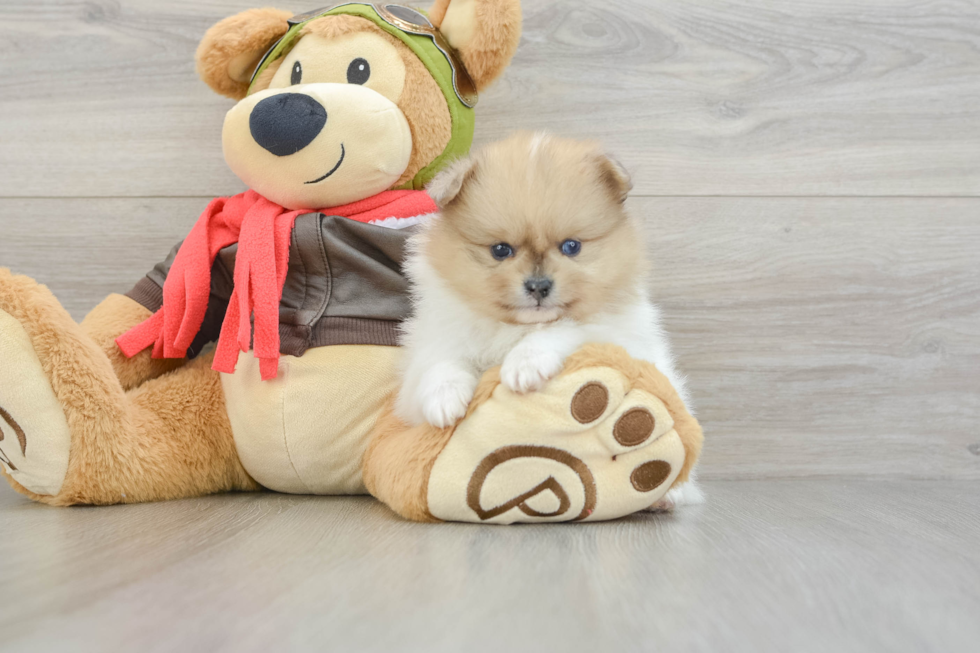 Best Pomeranian Baby