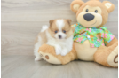 Friendly Pomeranian Purebred Pup