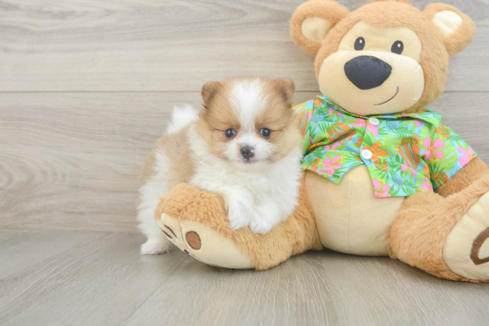 Friendly Pomeranian Purebred Pup