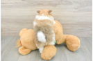 Pomeranian Puppy for Adoption