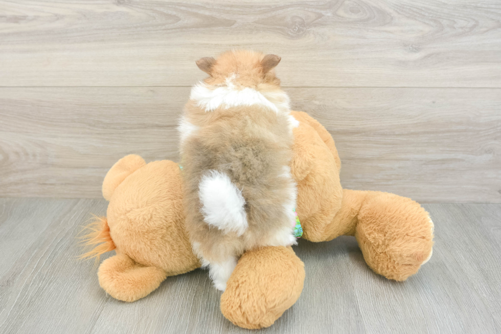 Pomeranian Puppy for Adoption