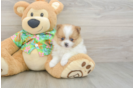 Playful Pomeranian Baby