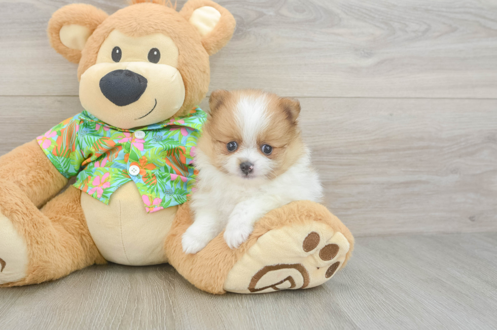 5 week old Pomeranian Puppy For Sale - Seaside Pups