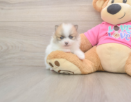 5 week old Pomeranian Puppy For Sale - Seaside Pups