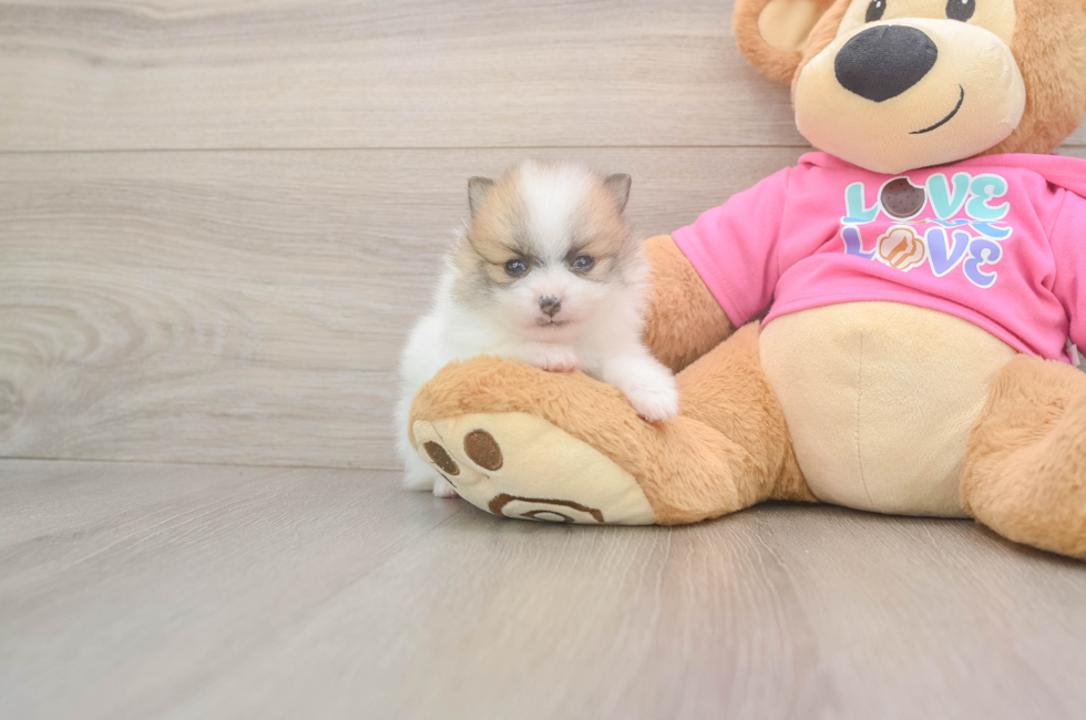 5 week old Pomeranian Puppy For Sale - Seaside Pups