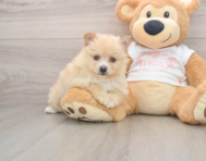 6 week old Pomeranian Puppy For Sale - Seaside Pups