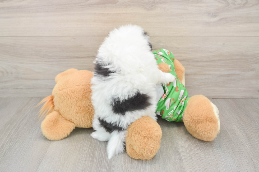 Best Pomeranian Baby