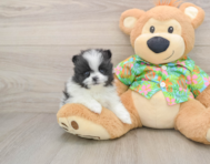 9 week old Pomeranian Puppy For Sale - Seaside Pups