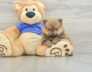 7 week old Pomeranian Puppy For Sale - Seaside Pups