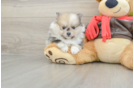 Pomeranian Pup Being Cute